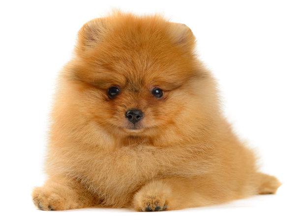 Pommeren pup - Foto, afbeelding