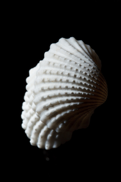 Sea shell isolated on black - Fotó, kép