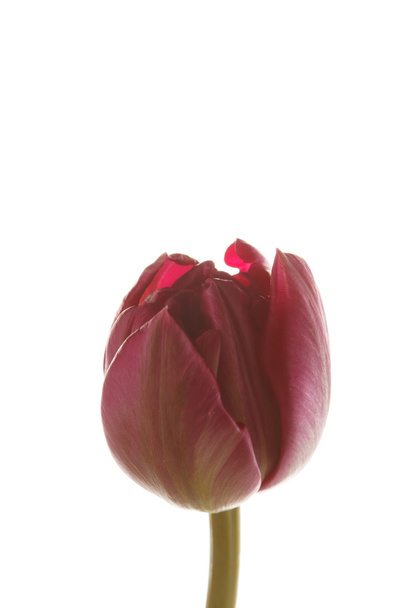 Bonita tulipa
 - Foto, Imagem