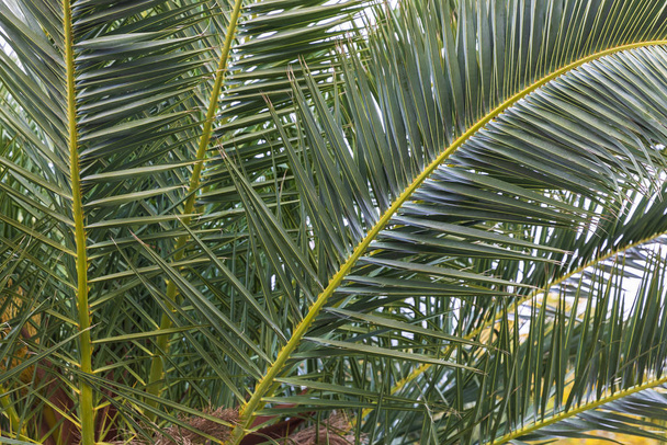 Palm takken close-up - Foto, afbeelding