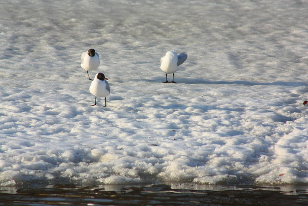 Vogels vlogen op de smeltende rivier - Foto, afbeelding