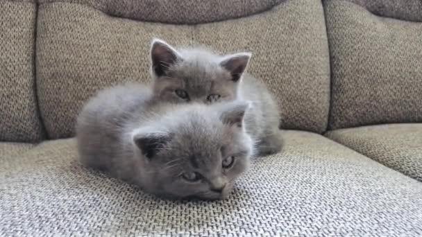 Dos gatitos se relajan en el sofá. Gatitos graciosos tabby
 - Metraje, vídeo