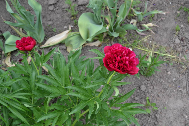 Κήπος, παρτέρι. Πράσινο. Φλάουερ Πόνι. Κηπουρική. Παιώνια, ποώδη πολυετή και φυλλοβόλα θάμνους. Κόκκινα άνθη - Φωτογραφία, εικόνα