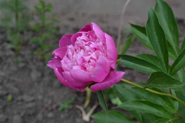 Gardening Home garden, flower bed. Green leaves, bushes. Flower Peony. Paeonia, herbaceous perennials and deciduous shrubs. Pink flowers - Photo, Image