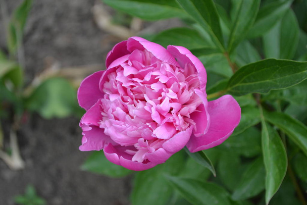 Gardening Home garden, flower bed. House, field, farm. Green leaves, bushes. Flower Peony. Paeonia, herbaceous perennials and deciduous shrubs. Pink flowers - Photo, Image