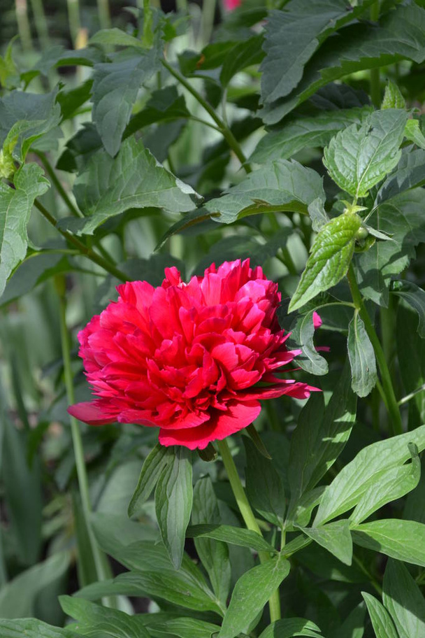 Hogar de jardinería. Flower Peony. Paeonia, herbáceas perennes y arbustos caducos. Flores rojas
 - Foto, Imagen