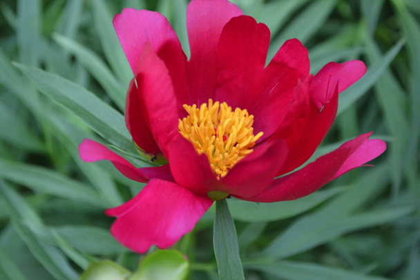 Ogrodnictwo. Kwiat Piwonii. Paeonia, byliny zielne i krzewy liściaste. Czerwone kwiaty - Zdjęcie, obraz