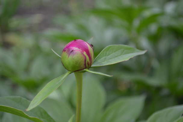 Gardening. Home garden, flower bed. House, field, farm. Green leaves, bushes. Flower Peony. Paeonia, herbaceous perennials and deciduous shrubs. Young buds - Photo, Image