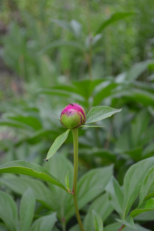 Gardening. Home garden, flower bed. House, field. Green leaves, bushes. Flower Peony. Paeonia, herbaceous perennials and deciduous shrubs. Young buds - Photo, Image