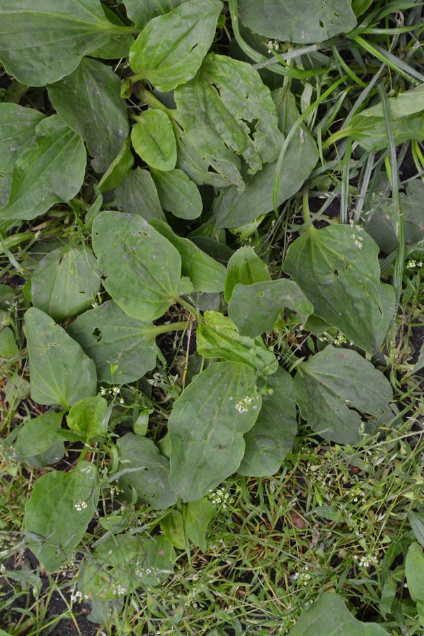 Κηπουρική Κήπος. Πράσινα φύλλα, θάμνοι. Πλαντέν. Plantago Major, ένα πολυετές βότανο της οικογένειας Plantagenaceae. Πολύτιμα φαρμακευτικά φυτά - Φωτογραφία, εικόνα