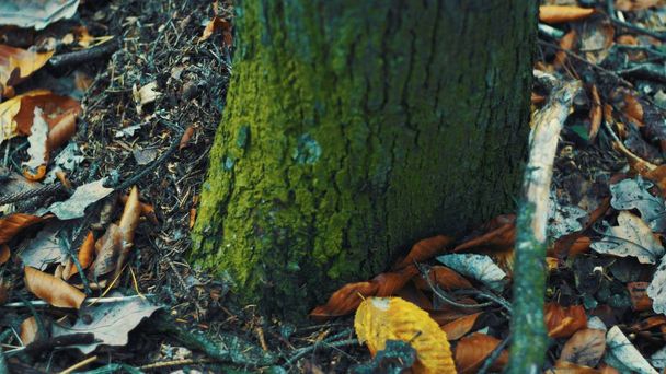 detalhe do fungo e musgo sobre as raízes das árvores no parque Hvezda durante o outono
 - Foto, Imagem
