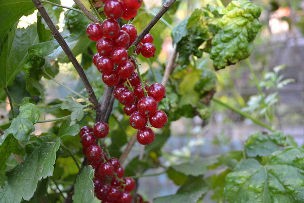 Giardino di casa, aiuola. Bacche rosse succose. Ribes rosso, ordinario, giardino. Piccola famiglia di arbusti decidui Grossulariaceae
 - Foto, immagini