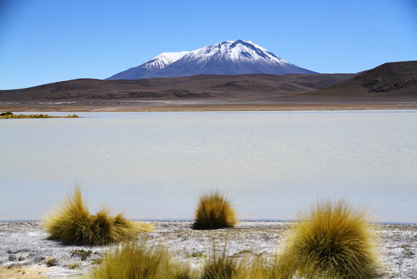 altiplanische lagunes van het nationaal reservaat Eduardo Avaroa Andes Fauna in Bolivia. - Foto, afbeelding
