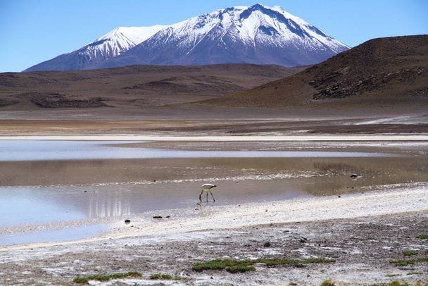altiplanic lagoons of Eduardo Avaroa Andean Fauna National Reserve in Bolívie. - Fotografie, Obrázek
