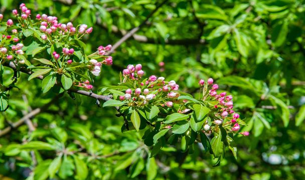 Almavirág, almavirág. a napsütésben természetes zöld háttér felett. fa fehér virágok tavasszal. - Fotó, kép