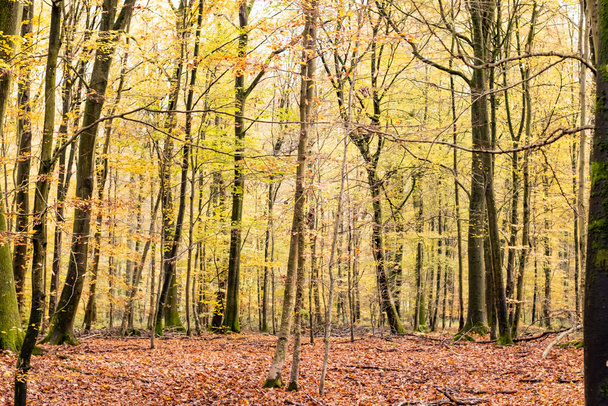 bukový les na podzim s krásnými zlatými barvami - Fotografie, Obrázek