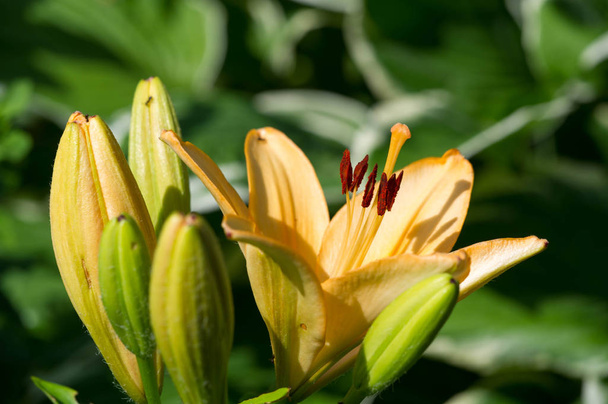Zambak zambakları Lily - Çiçekler büyük, genellikle hoş kokulu ve beyaz, sarı, portakal, pembe, kırmızı ve mor gibi çok çeşitli renklerde sunulurlar. İşaretleme noktalar ve fırça darbelerini içerir. - Fotoğraf, Görsel