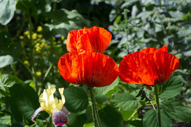 Papaver has medicinal properties. Stems contain latex milk, latex in opium poppy Papaver somniferum contains several narcotic alkaloids, including morphine and codeine. Poppy seeds baking and cooking - Photo, Image