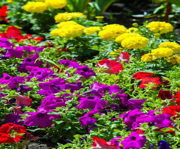 Kwiatowy krajobraz przynosi zamieszki kolorów na ulicach miasta, Łóżka miejskie z kwiatami, odpowiedzialność za środowisko i upiększanie poprzez udział społeczności i wyzwanie konkurencji. - Zdjęcie, obraz