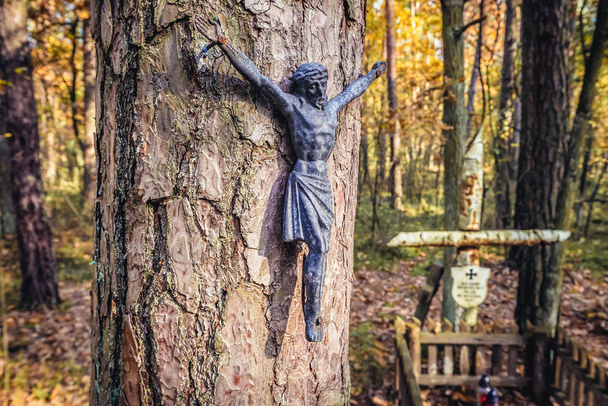 Кампинос-лес в Польше
 - Фото, изображение