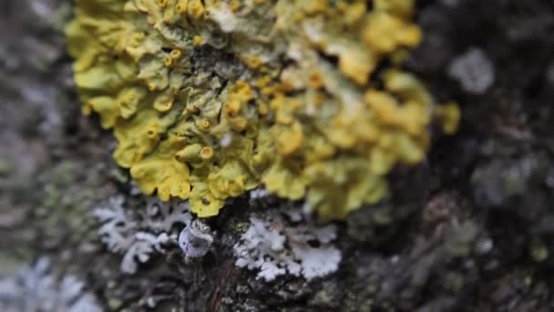 Tree Trunk with Fungus Close Up, video - Filmagem, Vídeo