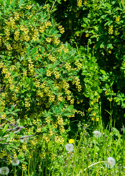 Berberis vulgaris, європейський ячмінь або просто барбері, є чагарником роду Berberis. Він продукує їстівні ягоди бутинової кислоти. Його вирощують для плодів у багатьох країнах.. - Фото, зображення