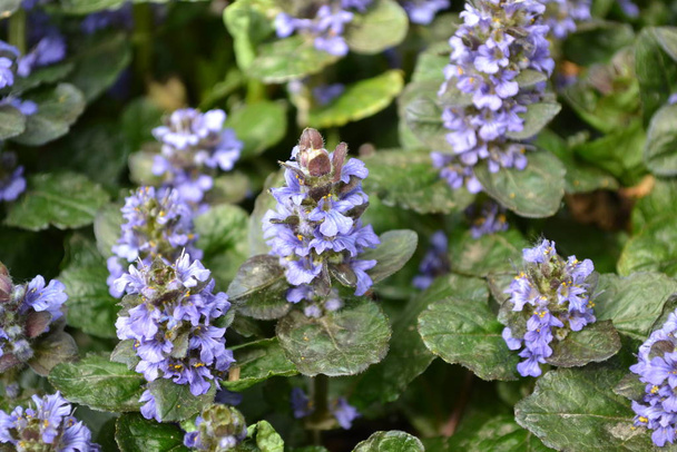 Green leaves, bushes, carpet. Gardening. Home garden, bed. Ajuga reptans. Perennial herbaceous plant. Blue inflorescences, pleasant smell - Photo, Image