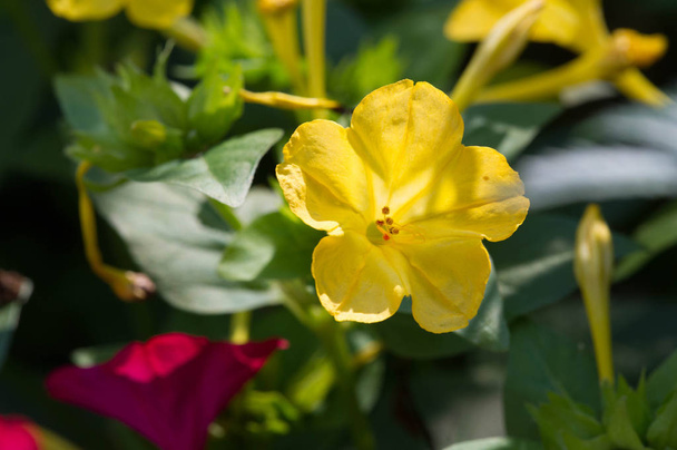 Mirabilis jalapa, the miracle of Peru or a four-hour flower, is the most common ornamental species of the Mirabilis plant and is available in various colors. Mirabilis jalapa cultivated the Aztecs - Photo, Image