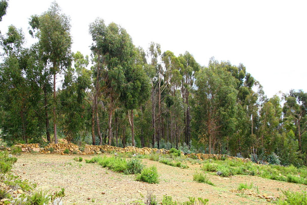 Bosque de eucaliptos en Isla del Sol en el sagrado Lago Titicaca. - Foto, imagen