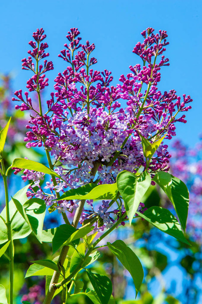 Syringa lilac види квітучих лісистих рослин в маслиновій сім'ї родом з лісів і чагарників з Південно-Східної Європи до Східної Азії і широко культивовані в помірних районах Elsewher - Фото, зображення