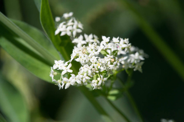 Estate fotografia Giornata di sole Bianco piccoli fiori selvatici
 - Foto, immagini