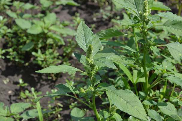 Amaranth. Amaranthus retroflexus. Green leaves, bushes. Gardening. Home garden, bed. Annual herbaceous plant. Weed - Photo, Image