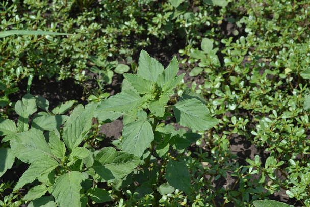 Amaranth. Amaranthus retroflexus. Green. Gardening. Annual herbaceous plant. Weed - Photo, Image
