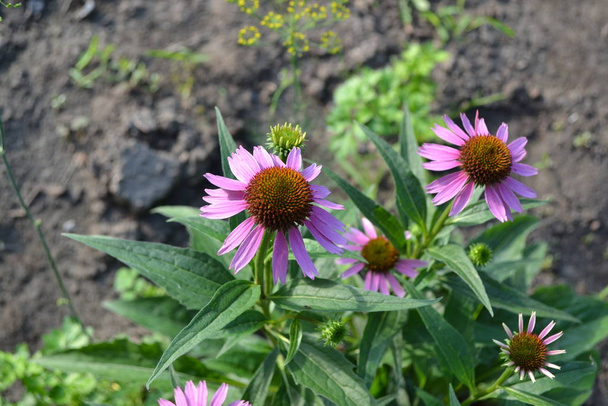 Gardening. Home. Echinacea flower. Echinacea purpurea. A perennial plant of the Asteraceae family. Curative flowering plant. Purple flowers - Photo, Image