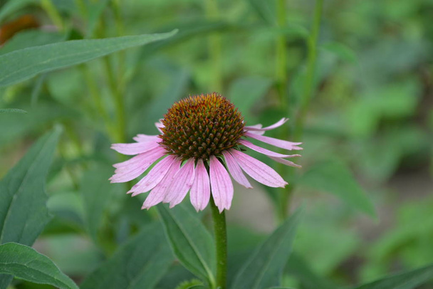 Home. Echinacea flower. Echinacea purpurea. Green leaves, bushes. Gardening. Perennial plant of the Asteraceae family. Curative flowering plant. Purple flowers - Photo, Image