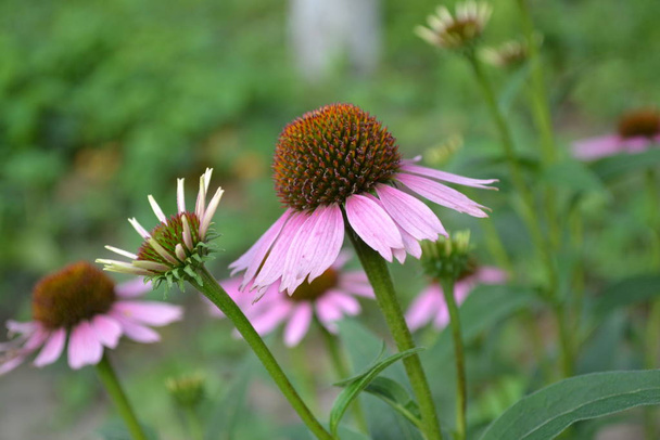 Home garden. Echinacea flower. Echinacea purpurea. Green leaves, bushes. Gardening. Perennial plant of the Asteraceae family. Curative flowering plant. Purple flowers - Photo, Image