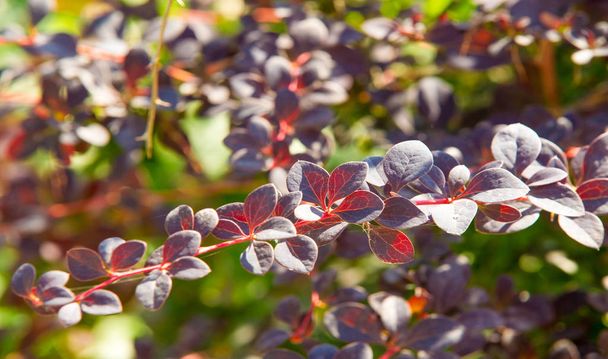A Berberis vulgaris, az európai borbély vagy egyszerűen a borbolya a Berberis nemzetségbe tartozó cserje. Ehető vajsav bogyókat termel. Számos országban termesztik a gyümölcsei miatt.. - Fotó, kép