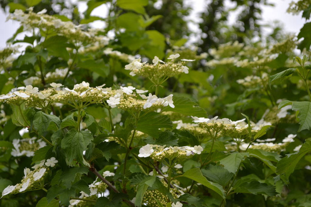 Φάρμακα. Κόκκινα μούρα. Τσάι, σιρόπι, μαρμελάδα. Κήπος, παρτέρι. Viburnum, ένα γένος ανθοφόρων φυτών Adoxaceae. Χρήσιμο φυτό. Πράσινο. Λευκά άνθη - Φωτογραφία, εικόνα