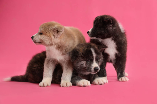 Cute Akita inu puppies on pink background. Friendly dogs - Zdjęcie, obraz