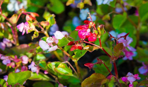 Begonia est un genre de plantes à fleurs vivaces de la famille des Begoniens. Les bégonias sont originaires d'un climat subtropical et tropical humide. Certaines espèces sont généralement cultivées à l'intérieur comme plantes d'intérieur. - Photo, image