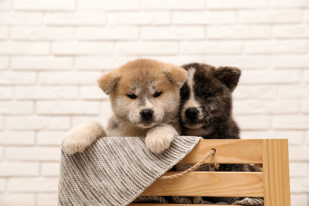Akita inu puppies in wooden crate against white brick wall. Cute dogs - Zdjęcie, obraz