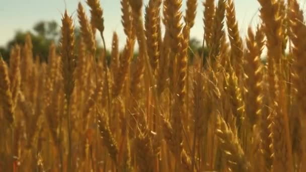 Spikelets of wheat with grain shakes the wind. field of ripening wheat against the blue sky. grain harvest ripens in summer. agricultural business concept. environmentally friendly wheat - Footage, Video
