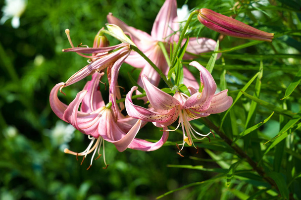 Lilies Lilium Lily - Flowers are large, often fragrant, and are presented in a wide range of colors, including white, yellow, oranges, pink, red and purple. Marking includes spots and brush strokes. - Photo, Image