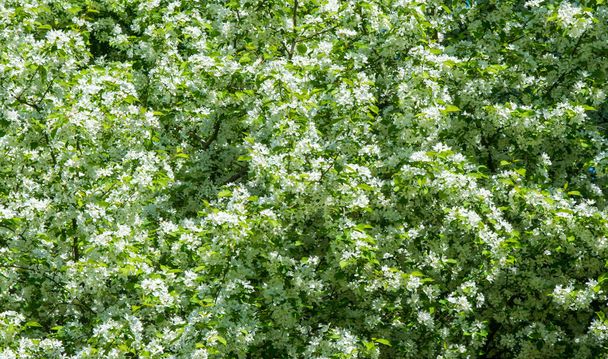 Яблочные цветы, яблочный цветок. в солнечном свете на естественном зеленом фоне. Белое дерево цветет весной. - Фото, изображение