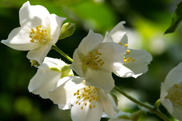 Philadelphus They are named mock-orange in reference to their flowers, which in wild species look somewhat similar to those of oranges and lemons Citrus at first glance,  flowers and jasmine Jasminum - Photo, Image