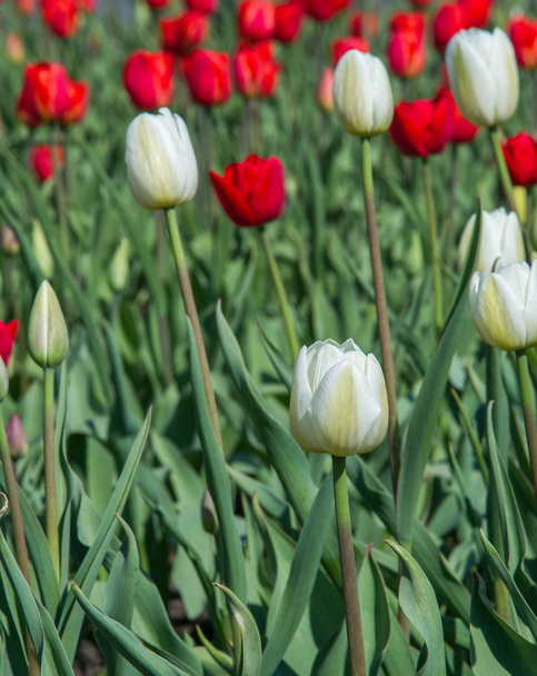 Tulips Tulipa form a genus of spring-blooming perennial herbaceous bulbiferous geophytes having bulbs as storage organs. showy and brightly coloured, generally red, pink, yellow, or white - Photo, Image