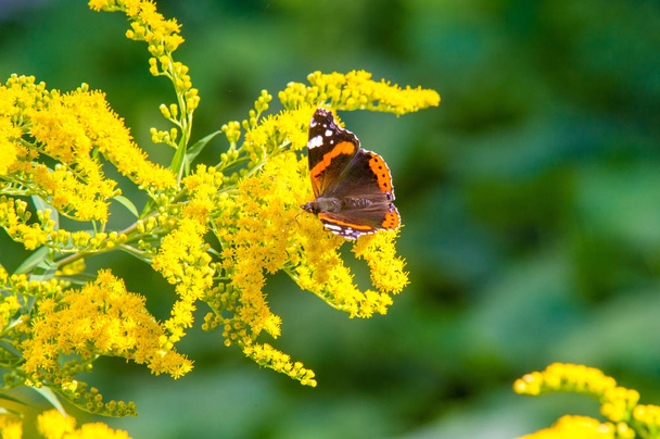 flower of Solidago commonly called goldenrods comes from North America including Mexico native to South America and Eurasia Butterfly Vanessa atalanta the red admiral or previously the red admirable - Photo, Image