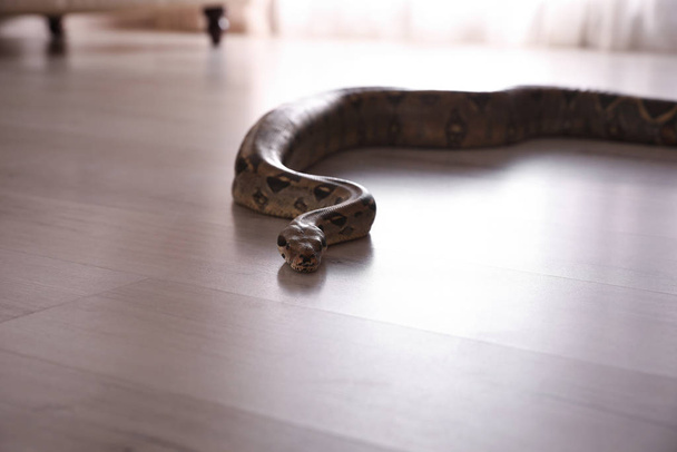 Brown boa constrictor crawling on floor in room - Foto, Imagen