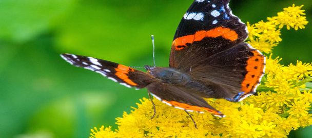 Solidago, commonly called goldenrods,  used in a traditional kidney tonic by practitioners of herbal medicine to counter inflammation. butterfly Vanessa atalanta, the red admiral - Photo, Image