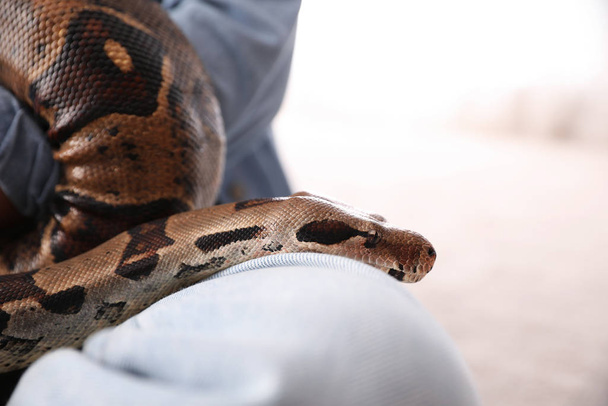 Woman with her boa constrictor at home, closeup. Exotic pet - Foto, Imagen
